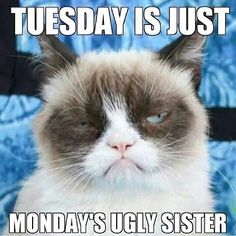 a grumpy cat with the caption, tuesday is just monday's ugly sister