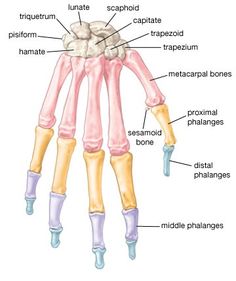 the bones of the upper limb and lower limbs are labeled in this diagram, with labels on each side