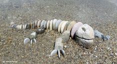 several rocks arranged in the shape of a caterpillar on top of a sandy beach