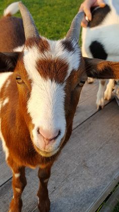 a brown and white goat standing on top of a wooden walkway next to a person