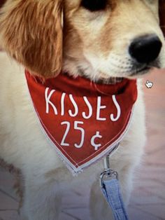 a close up of a dog wearing a bandana with the number 25 on it