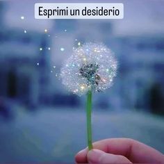 a hand holding a dandelion with the words esprimun desiderro on it