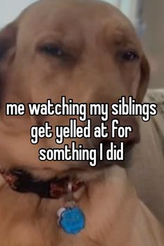 a dog sitting on top of a couch with the caption me watching my siblings get yielded at for something i did