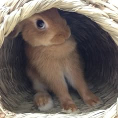 a small brown rabbit sitting in a wicker basket