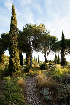 several trees and bushes in the middle of an open area with gravel path leading to them