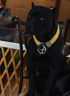 a black cat sitting on top of a chair next to a wooden table with a yellow collar