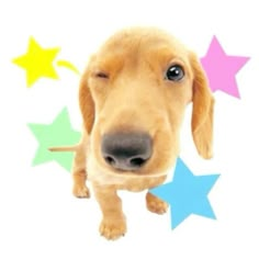 a dog is looking up at the camera with stars on it's back ground