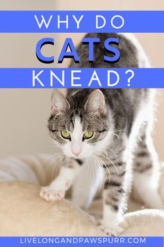 a cat standing on top of a bed with the words why do cats knead?