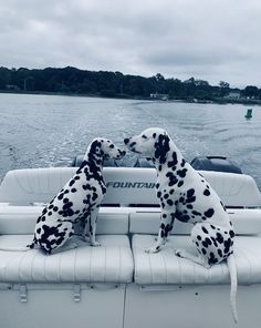 two dalmatian dogs sitting on the back of a boat