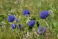 several blue flowers in the middle of a grassy area with weeds and other wildflowers