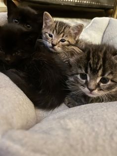 three kittens are laying down together on a couch and one is looking at the camera