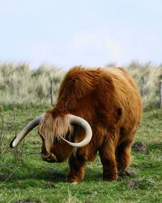 an animal with long horns standing in the grass