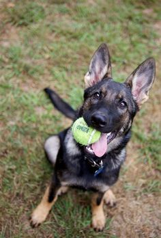 a german shepherd dog with a tennis ball in its mouth sitting on the grass looking up at the camera