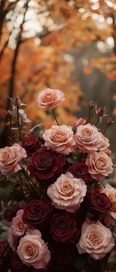 pink and red roses in front of trees with fall leaves on the ground behind them