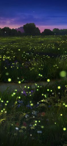 a field full of fireflies and flowers at night