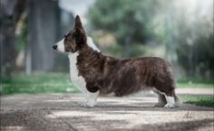 a brown and white dog standing on top of a cement road next to a forest