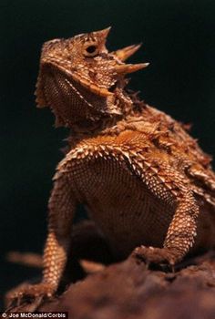 a close up of a lizard on a rock