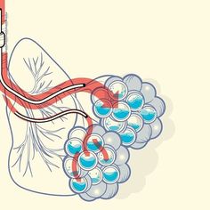 a diagram of the circulators and bronchles in the human body