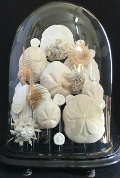 sea shells under a glass dome on a black surface with seashells in it