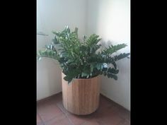 a potted plant sitting on top of a tiled floor