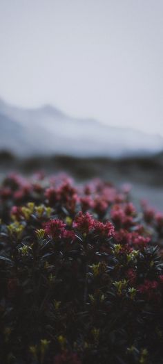 some red and yellow flowers are in the middle of a field with mountains in the background