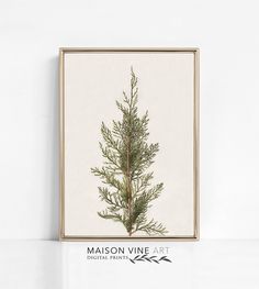 a framed photograph of a pine tree on a white wall with the words mason vine art above it