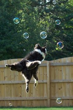 a black and white cat is jumping in the air with bubbles coming from it's mouth