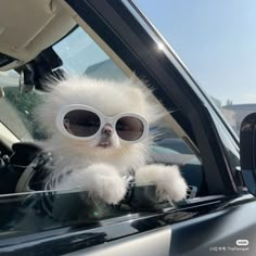 a small white furry dog wearing sunglasses sitting in the back seat of a car with it's front window open