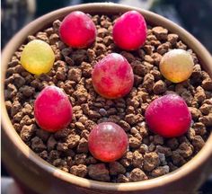 a bowl filled with lots of different colored candies on top of dirt covered ground