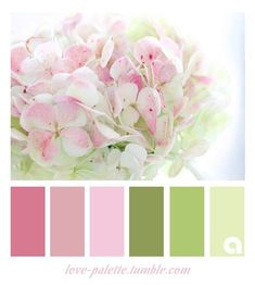 pink and green color palette with white flowers