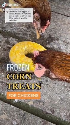 two chickens eating corn on the ground with text overlay that reads frozen corn treats for chickens