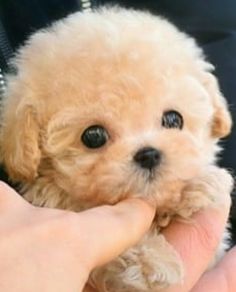 a small white dog being held in someone's hand