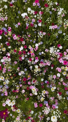 an overhead view of many different flowers in the grass, with pink and white daisies