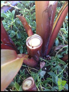 the flowers are blooming on the ground in the grass and next to it is a candle