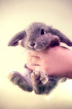 a person holding a small rabbit in their hand