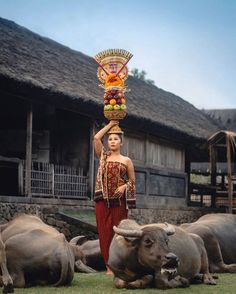 a woman is standing in front of some cows and holding a basket with fruit on her head