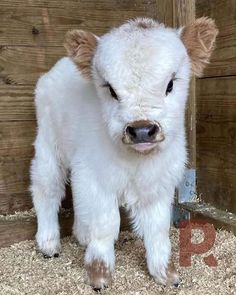 a small white calf standing in front of a wooden wall and looking at the camera