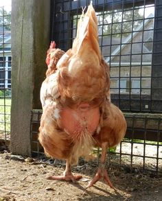 a brown chicken standing on its hind legs in front of a wire fence and looking at the ground