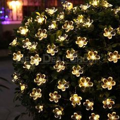 a bush with flowers lit up at night