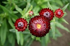 three red flowers with green leaves in the background