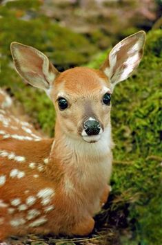 a small deer is sitting in the grass