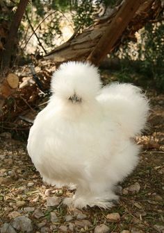 a white chicken standing on top of a rocky ground