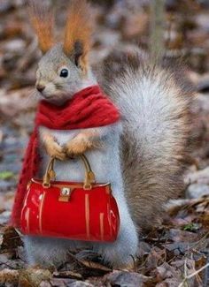 a squirrel is holding a red purse