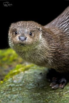 an otter standing on top of a moss covered rock