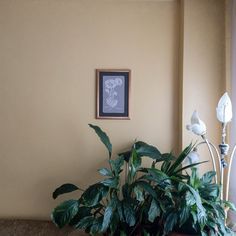 a potted plant sitting on top of a wooden table next to a framed picture