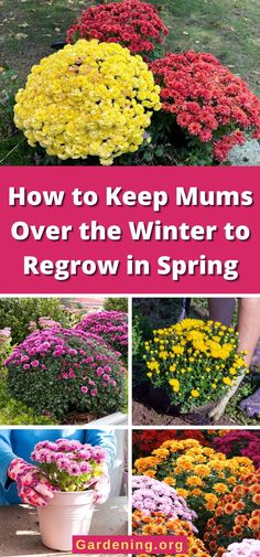 how to keep mums over the winter to regrow in spring