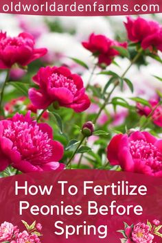 how to fertilize peonies before spring gardening tips for beginners