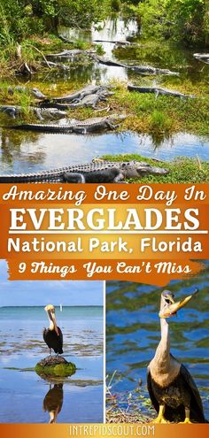 an image of the evergladess national park florida with text that reads amazing one day in evergladess, things you can't miss