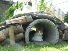 two cats are sitting in an outdoor tunnel