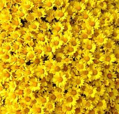 yellow flowers that are growing in the dirt